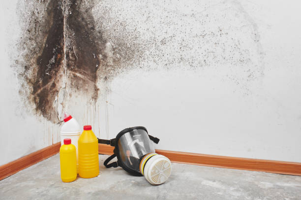 Best Preventive Mold Services in Fox Crossing, WI