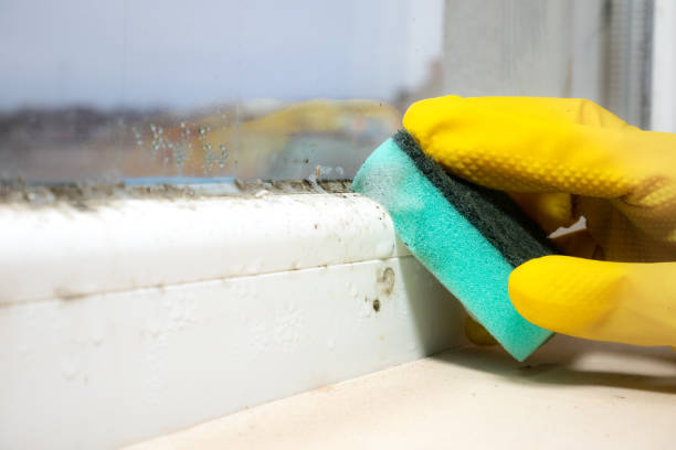 Best Mold Testing and Inspection Services in Fox Crossing, WI