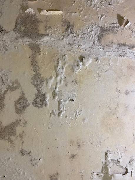 Best Attic Mold Remediation in Fox Crossing, WI