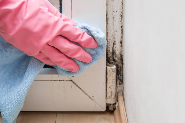 Best Post-Flood Mold Remediation in Fox Crossing, WI